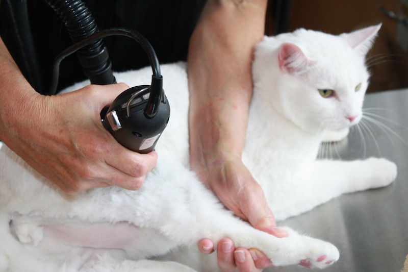 Anestezi Olmadan Kedi Tıraşı Nasıl Yapılır?