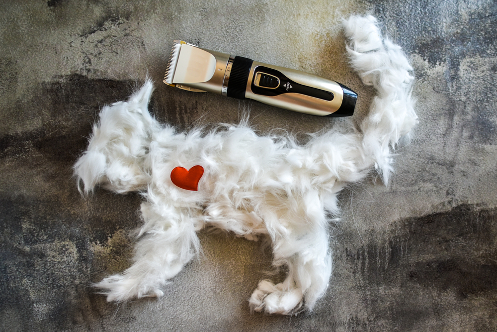 En iyi kedi tıraş makinesi – 10 öneri