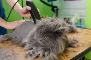 kedi makine tıraşı nasıl yapılır