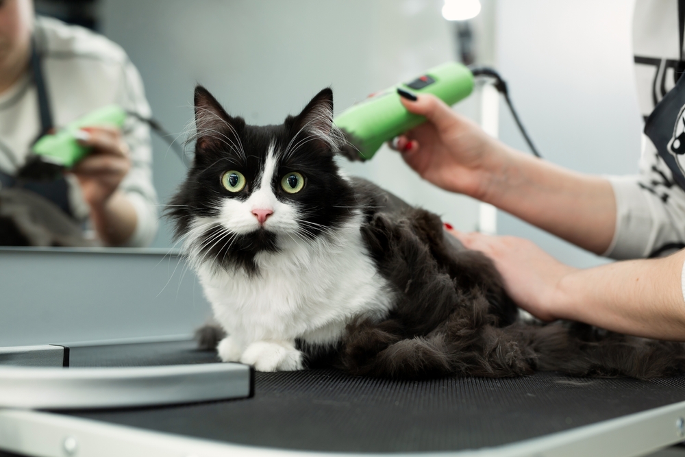 Kedi Makine Tıraşı Nasıl Yapılır?