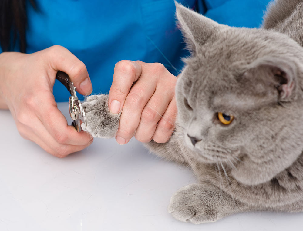 Veterinerde Kedi Tırnak Kesimi Ücreti Ne Kadar?