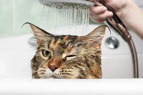 Kediler nasıl yıkanır