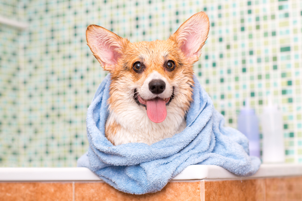 Köpek nasıl yıkanır? Temizlenir?