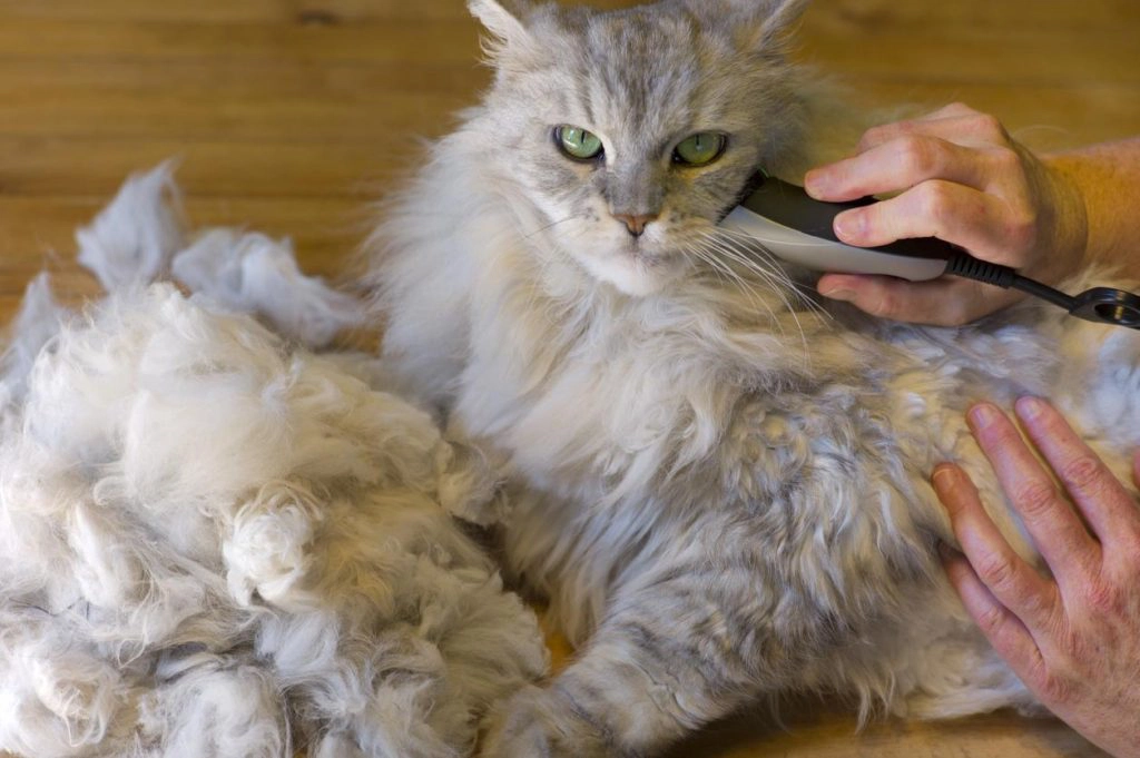 Kedileri Tıraş Etmek Doğru mu? Tıraş Edilen Kedinin Tüyleri Ne Zaman Uzar?